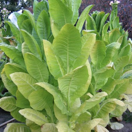 Shargo, Tobacco Seed - Packet image number null